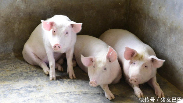 金景配资 双节在即，猪价“爆发性”上涨将至？附：9月25日猪价